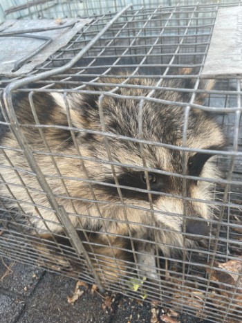 raccoon removal | Nassau County | Raccoon | Remove | Home | Attic | Humane | House | Animal | Long Island | New York | NY