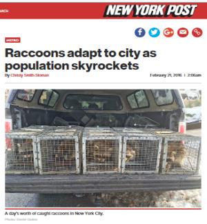 raccoon removal | Nassau County | Raccoon | Remove | Home | Attic | Humane | House | Animal | Long Island | New York | NY