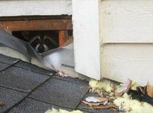 raccoon removal | Nassau County | Raccoon | Remove | Home | Attic | Humane | House | Animal | Long Island | New York | NY